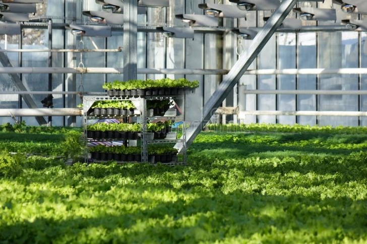 Growing Cucumbers In A Greenhouse Growing Cucumbers In A Greenhouse. Stock Image - Image Of Photo 977