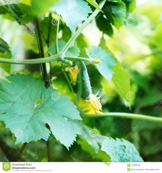 Growing Cucumbers In A Greenhouse Growing Cucumbers In Greenhouse On The Garden Stock Image Photo 070