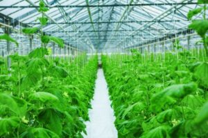 Growing Cucumbers In A Greenhouse Growing Of Cucumber In Greenhouse Stock Photo - Image Picture 631