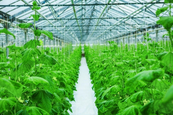 Growing Cucumbers In A Greenhouse Growing Of Cucumber In Greenhouse Stock Photo - Image Picture 631