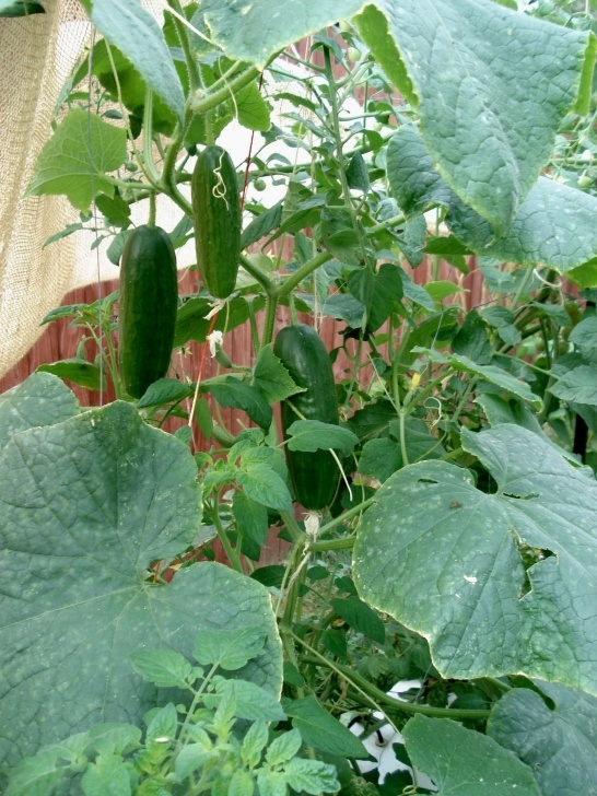 Growing Cucumbers In A Greenhouse Hobby Greenhouse Aeroponic Grown Cucumbers | Greenhouse Photo 737