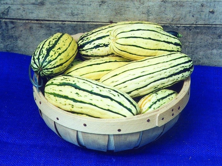 Growing Delicata Squash Bush Delicata Squash (80 Days) | Squash, Squash Vegetable Picture 303