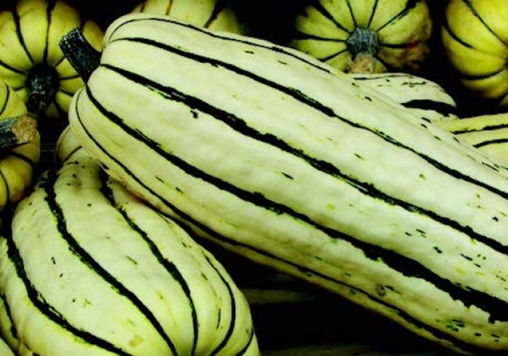 Growing Delicata Squash Delicata Or Sweet Potato Winter Squash - Seeds 'N Such Image 301