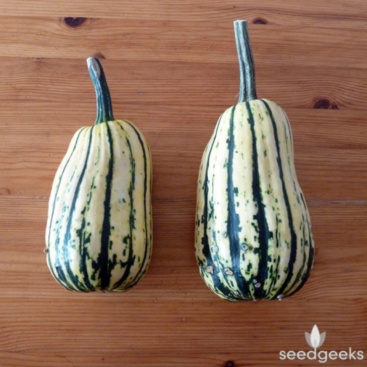 Growing Delicata Squash Delicata Winter Squash | Seedgeeks Heirloom Seeds Picture 712