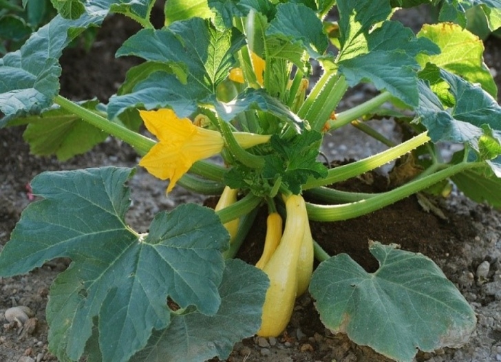 Growing Delicata Squash Early Prolific Straightneck Squash Seeds Photo 303