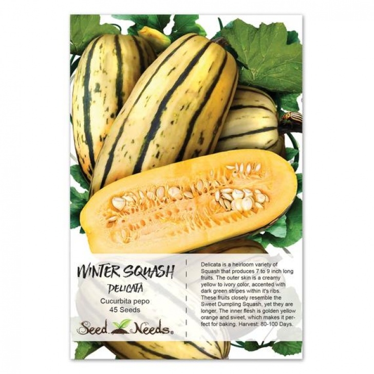 Growing Delicata Squash Squash Seeds Delicata Cucurbita Pepo Non-Gmo Seeds By Seed Image 210