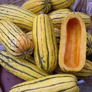 Growing Delicata Squash Winter Squash Seeds For Sale | Vegetable Garden Seeds Picture 493