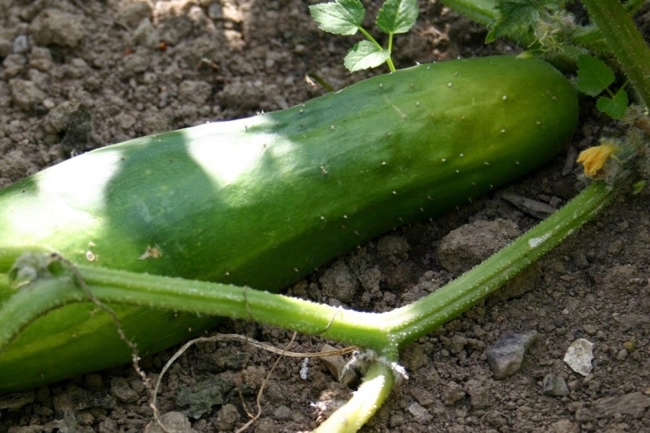 Growing Fruits And Vegetables 10 Fruits And Vegetables That Grow Fast Image 344