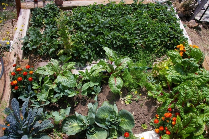 Growing Fruits And Vegetables Mountain Fruit And Vegetable Gardening - Gilpin County Image 223