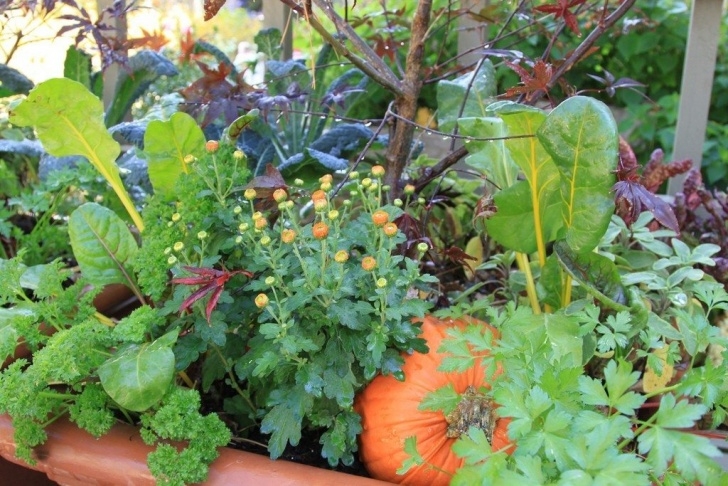 Growing Fruits And Vegetables Veggies, Herbs And Flowers - How To Mix Edible Plants In Photo 642