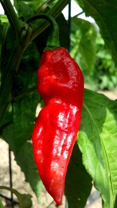 Growing Ghost Peppers Bhut Jolokia Pepper Seeds 10 Fresh 2012 Seed | Stuffed Photo 702