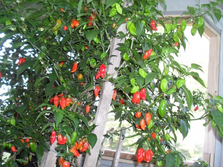 Growing Ghost Peppers Buy Ghost Pepper Online | Stuffed Peppers, Ghost Pepper Photo 846