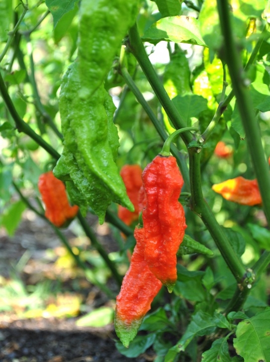 Growing Ghost Peppers Ghost Pepper Growing Recommendations. Image 609