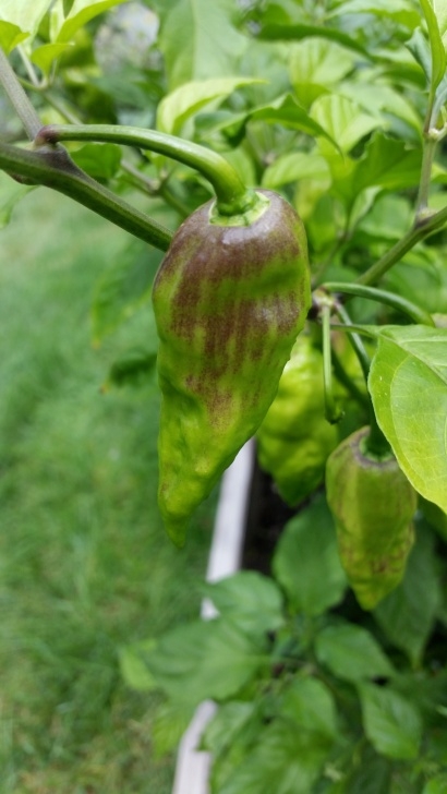 Growing Ghost Peppers Ghost Pepper Growing Recommendations. Picture 406