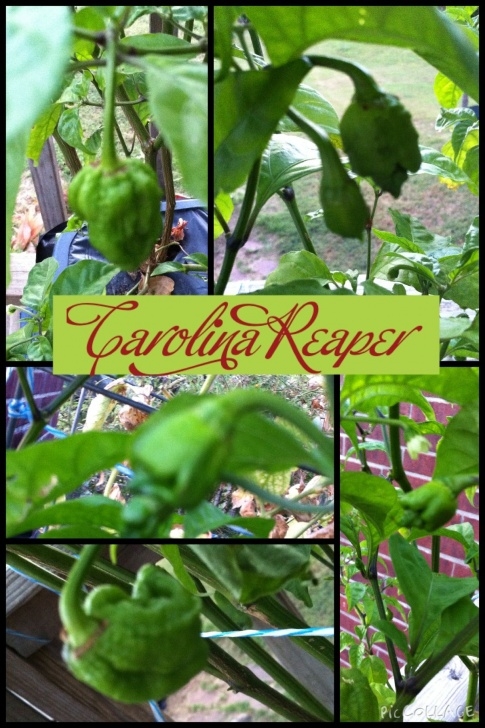Growing Ghost Peppers Growing A Caroline Reaper Pepperthe Hottest Pepper In Image 688