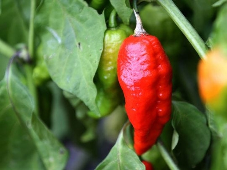 Growing Ghost Peppers Hot Sauce Line Created By Perinton Engineer Photo 213
