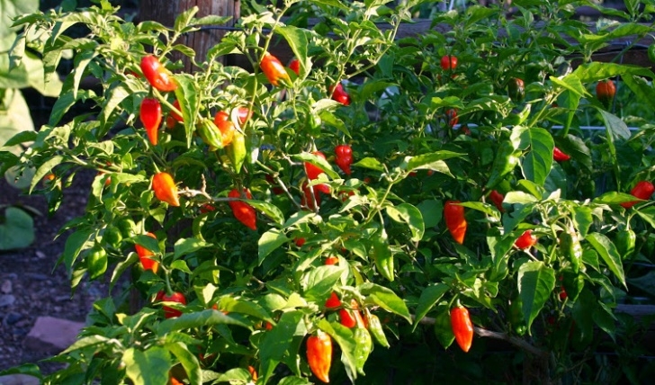 Growing Ghost Peppers Hot Sauce | Smoketree Cellars Photo 687
