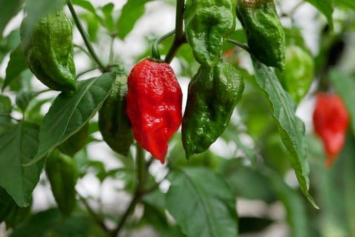 Growing Ghost Peppers How To Grow Ghost Peppers Indoors - Total Gardener Photo 868