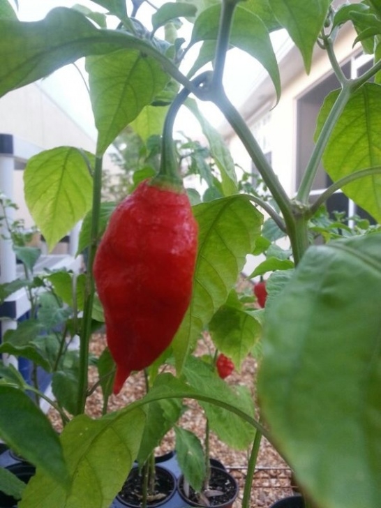 Growing Ghost Peppers Shop Plants &amp; Seeds Image 675