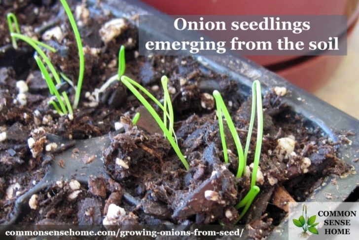 Growing Green Onions Indoors Growing Onions From Seed - 5 Tips For A Great Harvest Image 978