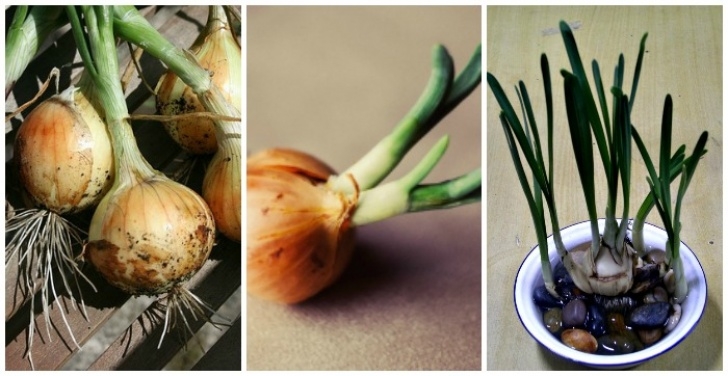 Growing Green Onions Indoors Growing Onions Indoors - You Don'T Need A Lot Of Space To Picture 086