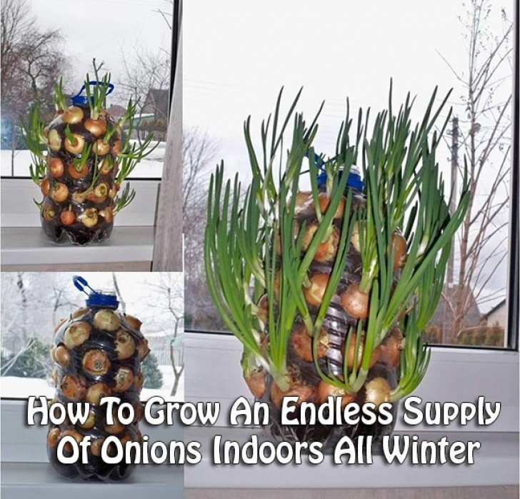 Growing Green Onions Indoors How To Grow An Endless Supply Of Onions Indoors All Winter Photo 240