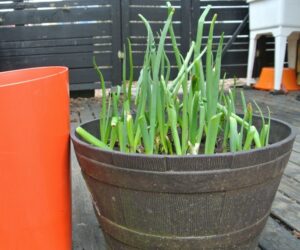 Growing Green Onions Indoors How To Grow Green Onions Indoors From Water | Gardening Picture 023
