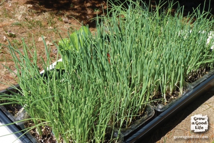 Growing Green Onions Indoors How To Grow Onions From Seed Photo 702