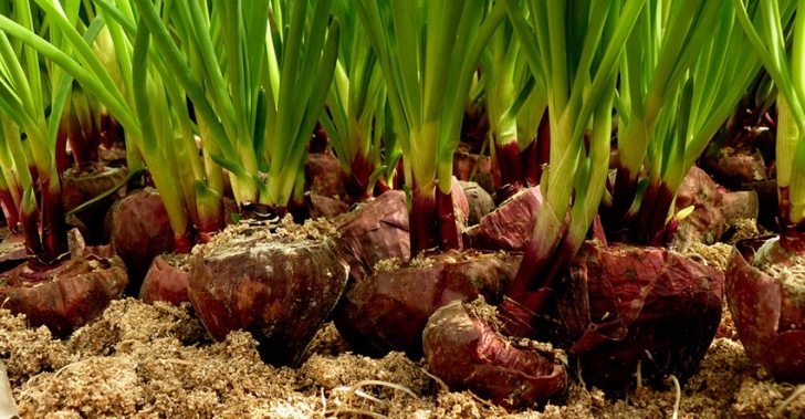 Growing Green Onions Indoors Onion: A Beginner’s Guide To Growing Onions Indoors Image 519