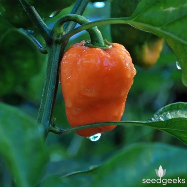 Growing Habanero Peppers Habanero Orange Pepper | Seedgeeks Heirloom Seeds Picture 152