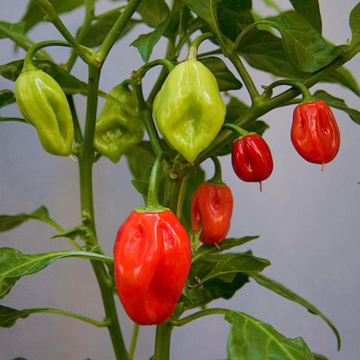 Growing Habanero Peppers Hot Pepper Seeds (Caribean Red Habanero) | Farmsquare Photo 556