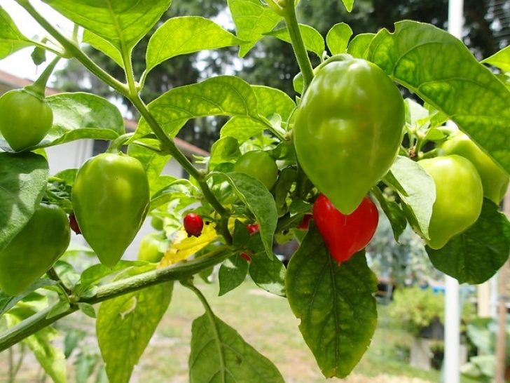 Growing Habanero Peppers Transplanted Red Habanero Pepper Plant | Flickr - Photo Image 846