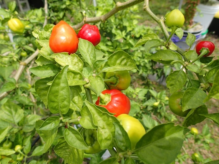 Growing Habanero Peppers Transplanted Red Habanero Pepper Plant | This Is Also A Image 630