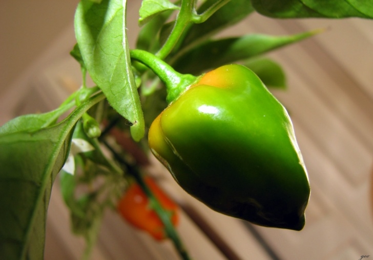 Growing Habanero Peppers What Peppers Are You Growing This Year? - Culinary Arts Picture 762