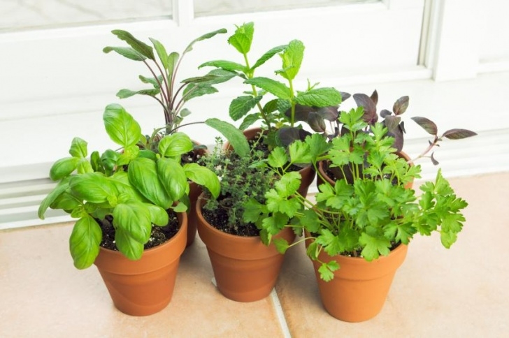 Growing Herbs In Pots Indoors Grow Vegetables In Containers [Slideshow] Picture 531