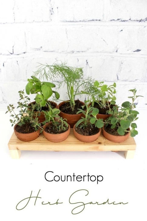 Growing Herbs In Pots Indoors How To Build Your Own Indoor Herb Garden | Herbs Indoors Picture 296