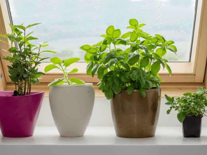 Growing Herbs In Pots Indoors How To Grow Herbs Indoors - A Guide For Beginners Photo 156