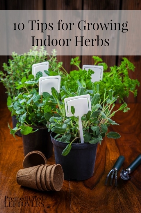 Growing Herbs In Pots Indoors Tips For Growing Indoor Herbs Image 882