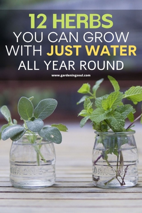 Growing Herbs Indoors Year Round 12 Herbs You Can Grow With Just Water All Year Round In 2020 Image 406