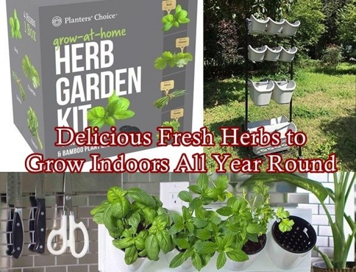 Growing Herbs Indoors Year Round Delicious Fresh Herbs To Grow Indoors All Year Round Picture 675
