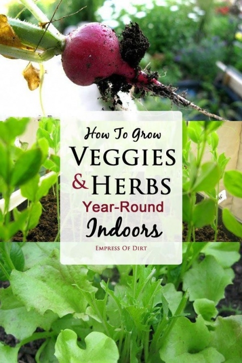 Growing Herbs Indoors Year Round Did You Know You Can Grow A Variety Of Vegetables And Photo 719