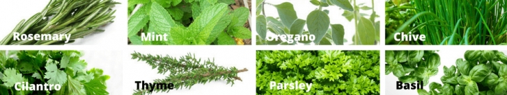 Growing Herbs Indoors Year Round Grow Herbs Indoors Year Round - Corner Of My Home Image 671