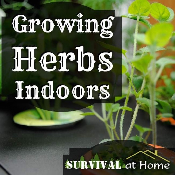 Growing Herbs Indoors Year Round Growing Herbs Indoors Year Round Harvest - Boren Homes Picture 799