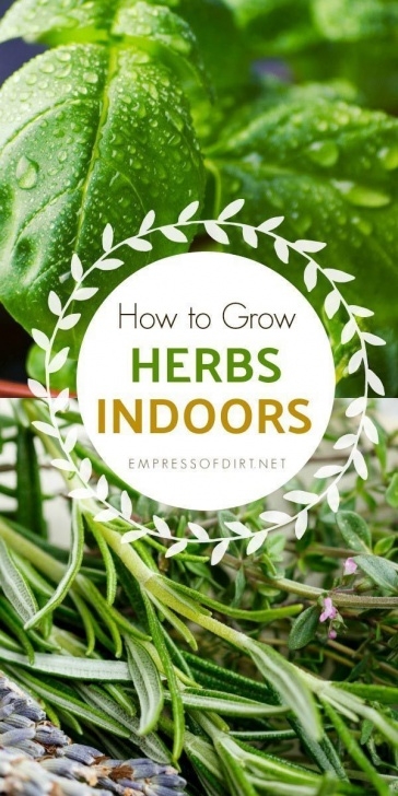 Growing Herbs Indoors Year Round How To Grow Herbs Indoors (Beginner'S Guide | Indoor Picture 864
