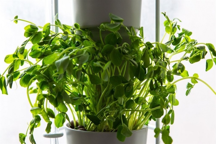 Growing Herbs Indoors Year Round Windowfarms Hydroponic Indoor Garden: Grow Herbs And Photo 481