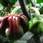 Growing Hot Peppers 2015 Super Hot Peppers Growing Season - Ep. 08: Fruits Photo 434