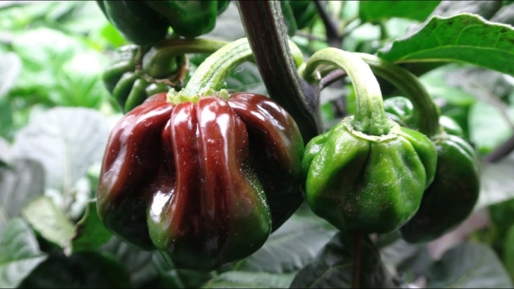 Growing Hot Peppers 2015 Super Hot Peppers Growing Season - Ep. 08: Fruits Photo 434