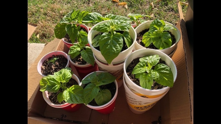 Growing Hot Peppers 2018 Super Hot Peppers Growing Season - Ep. 03 - Hardening Photo 843