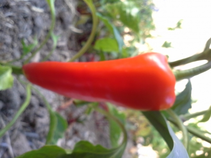 Growing Hot Peppers Growing Hot Peppers - Let'S Grow Vegetables Image 718