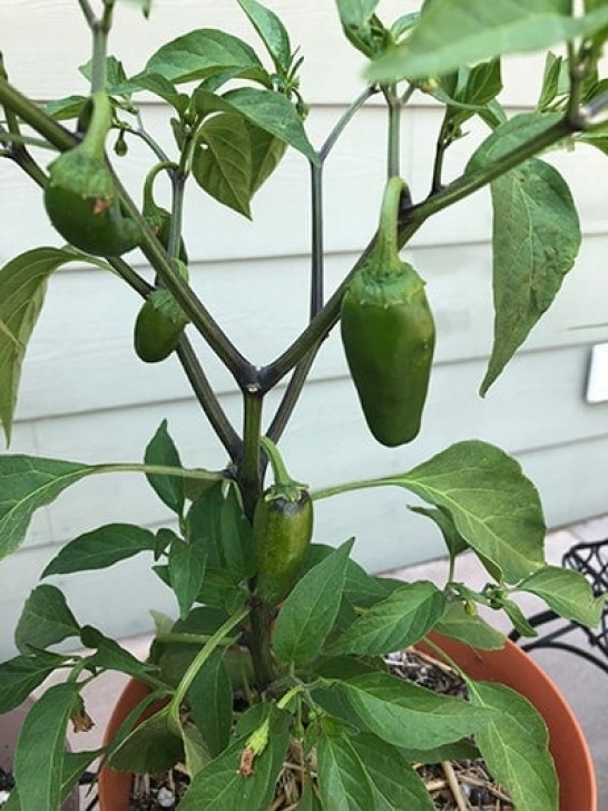 Growing Hot Peppers Growing Hot Peppers | Organic Gardening | Growing Organic Photo 264